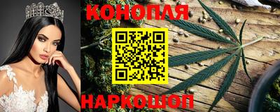 крисы Можга